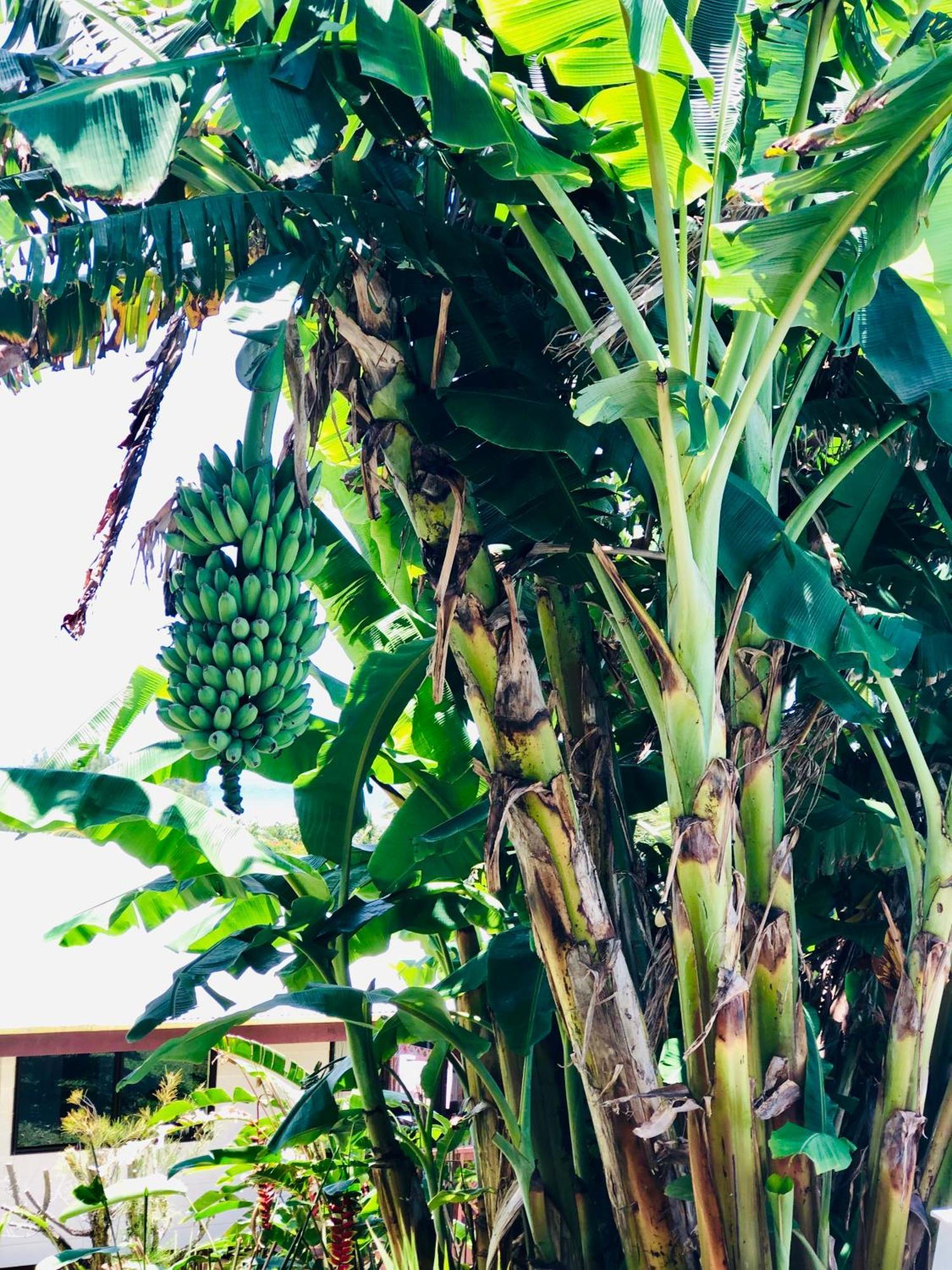 Muri Vista Villas Rarotonga Eksteriør bilde